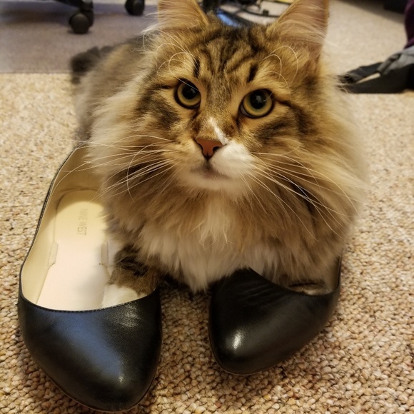 Meet Toffee! - Picture 2 of 8